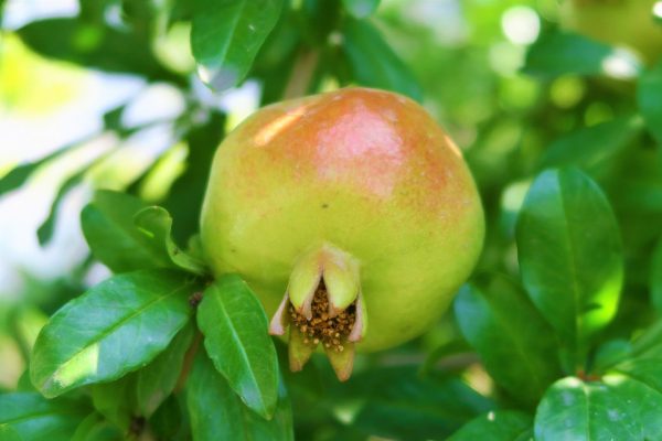 Pomegranate Leaves Home Remedies for Loose Motion in Babies